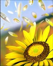 tapety i animacje - Sunflower.jpg