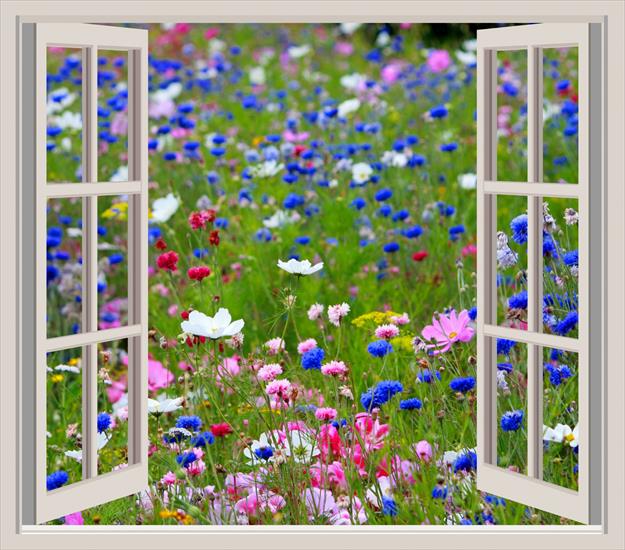 W OKNIE - wild-flowers-window-frame-view.jpg