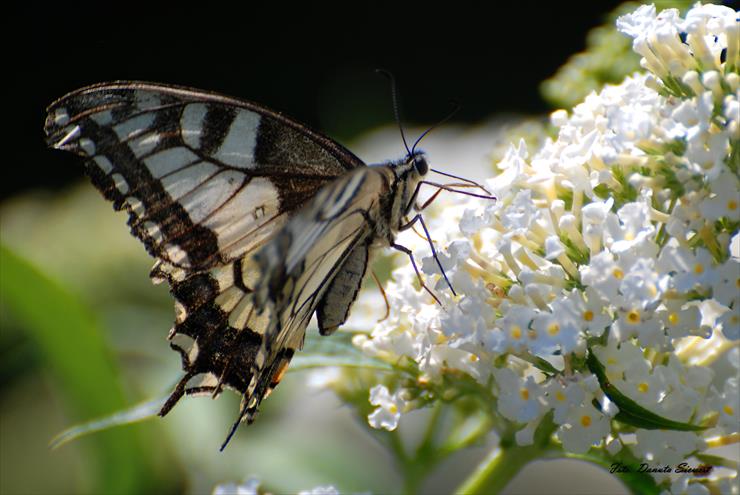 Paz królowej. Papilio machaon - DSC_9318A.jpg