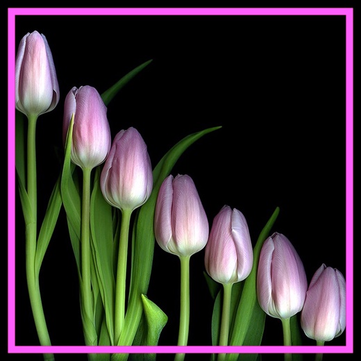 Jpg-Tulipany - 122403052_40.jpg